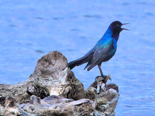 Boat-tailed Grackle HDR 2-20160402