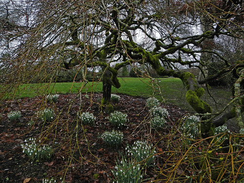 Snowdrops under a Twisted Tree in January in Queen Elizabeth Park Original