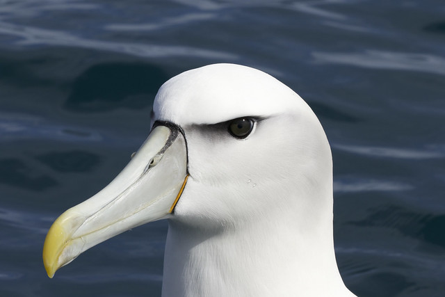 White-capped Albatross (Thalassarche steadi)