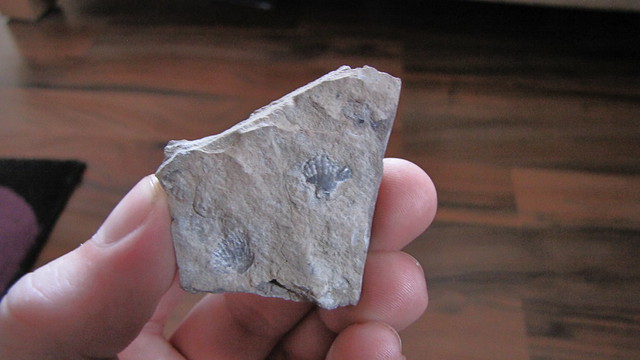 zkamenělina měkkýše