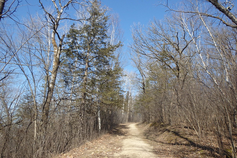 dirt trail through bare deciduous trees with a couple scattered pines