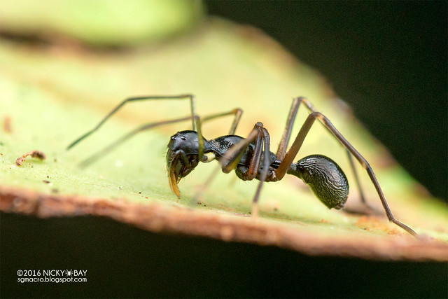 Ant-like sac spider (Sphecotypus sp.) - DSC_7940