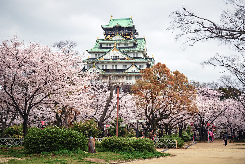 Cherry Blossom in Osaka Castle Park