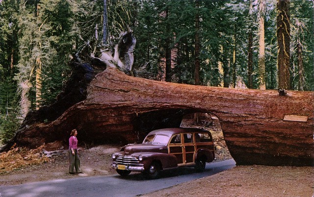 Tunnel Tree, Sequoia National Park, California