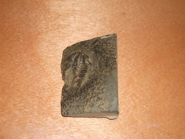 zkamenělý trilobit