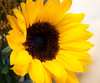 Left Sunflower