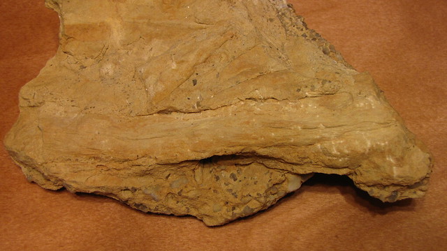 zkamenělý otisk listu