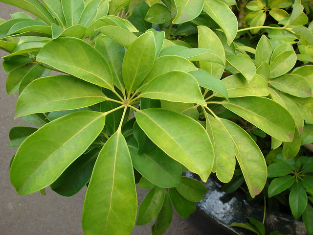 starr-070906-8536-Schefflera_arboricola-leaves-Kula_Ace_Hardware_and_Nursery-Maui