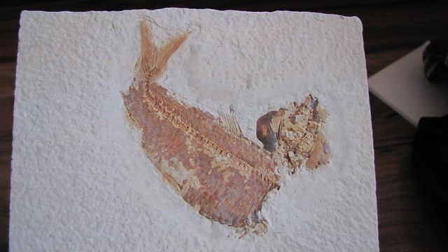 fosílie ryby