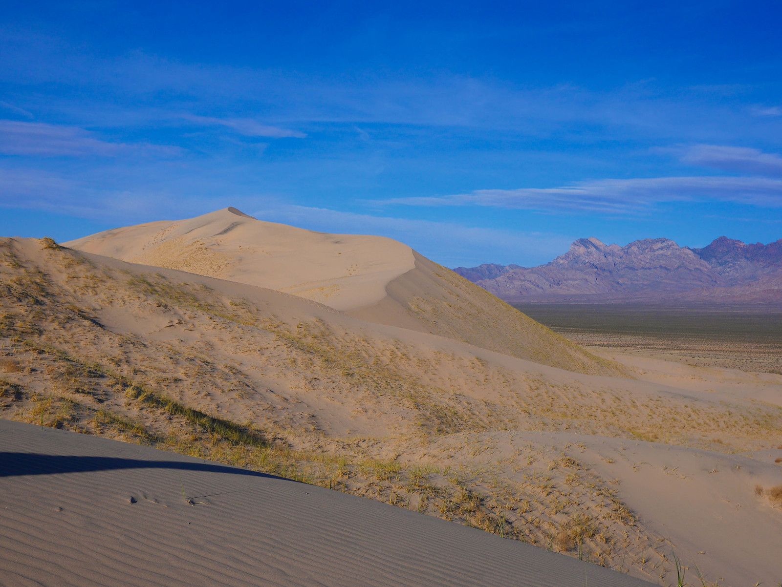 Antelope Valley // Mojave Desert Bloom – Plutonic Love