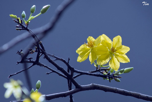 Hoa Mai - Ochna Integerrima