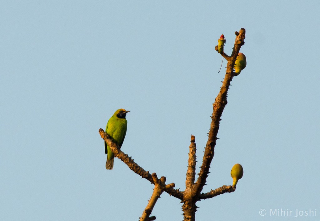 Golden-fronted Leafbird