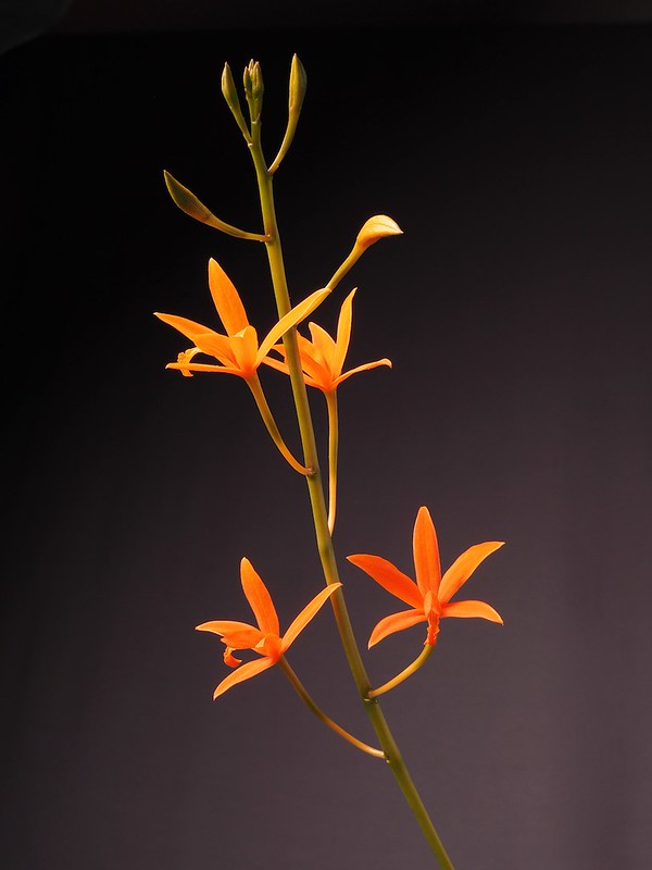 Cattleya mirandae (inflorescence)