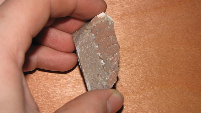 zkamenělá schránka hlavonožce
