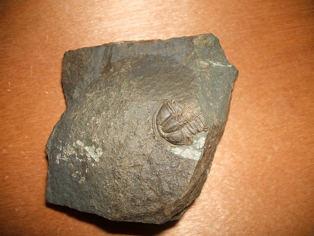 zkamenělý trilobit
