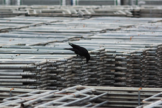 Crow on the pipe 2