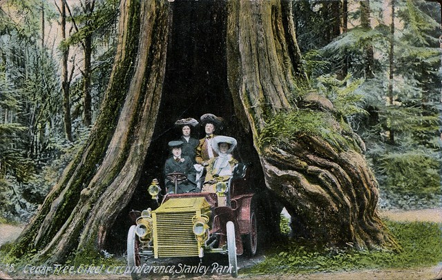Cedar Tree, Stanley Park, Vancouver, BC