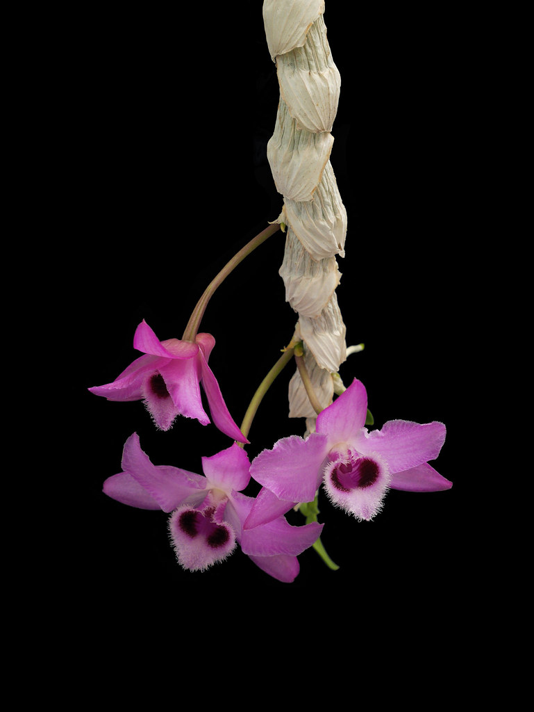 Kết quả hình ảnh cho Dendrobium parishii