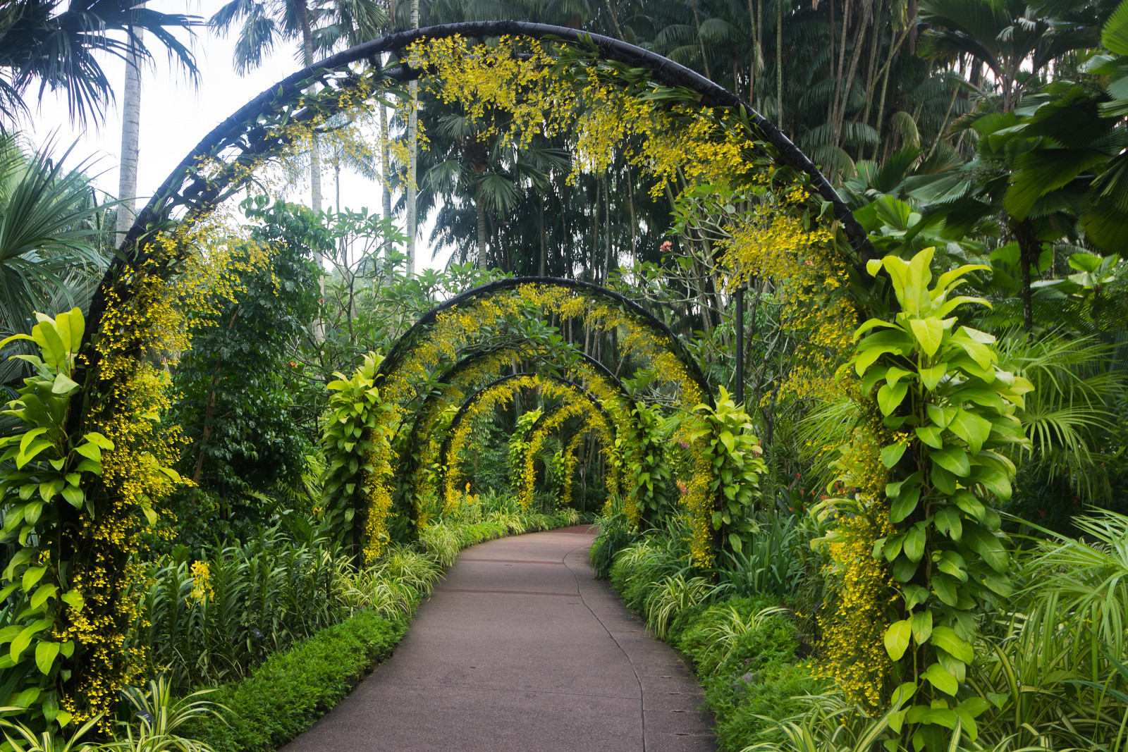 Enjoy In Orchid Park In Singapore Botanical Gardens