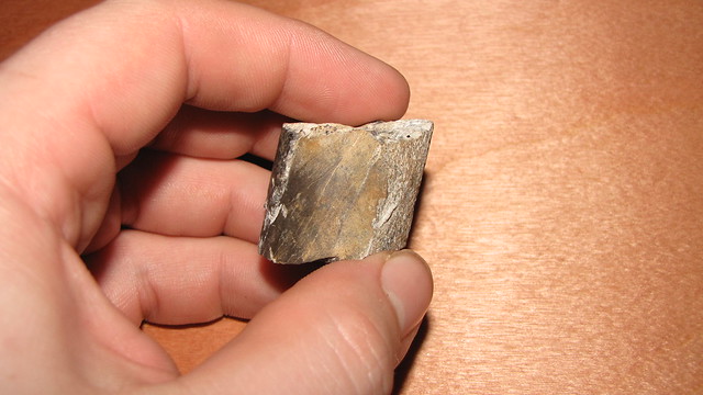 zkamenělá schránka měkýše