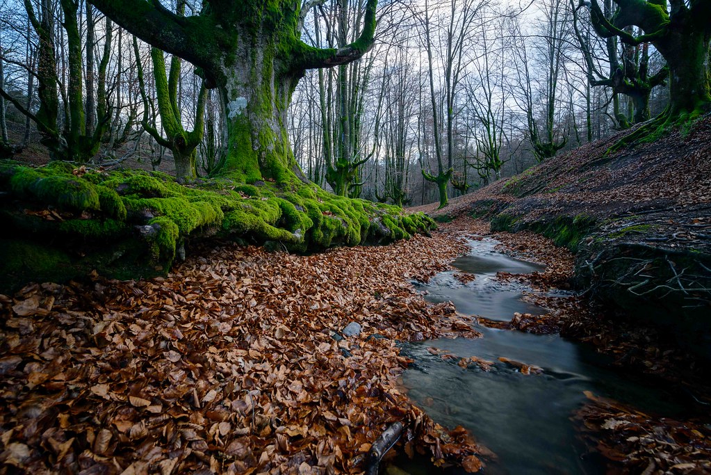 Image result for otzarreta forest