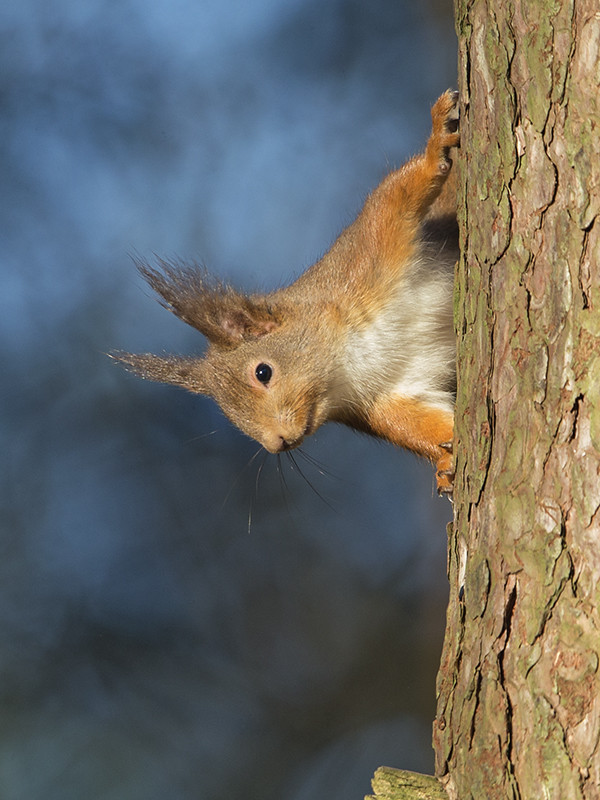 Red Squirrel   2016-01-20