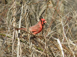 Friendly Cardinal