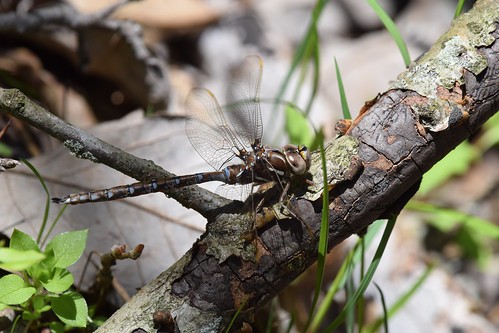 Spring Darner dragonfly