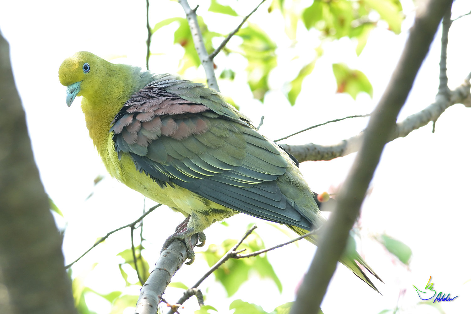 White-bellied_Green_Pigeon_5760