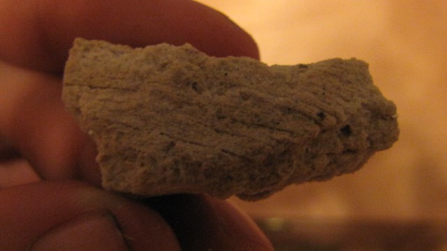zkamenělý otisk listu