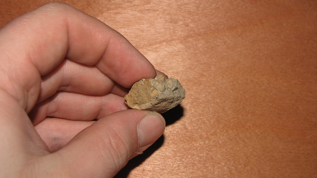 zkamenělý brachiopodi