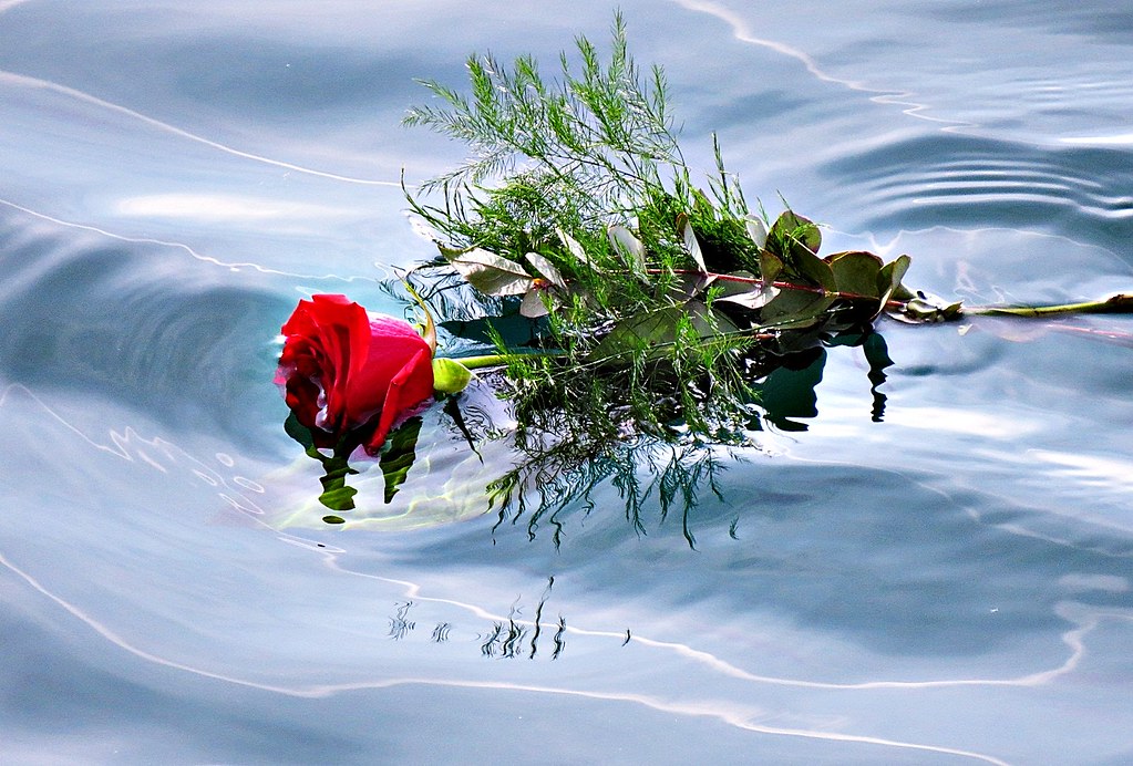 Resultado de imagen para rosas en el mar
