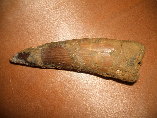 zub spinosaura