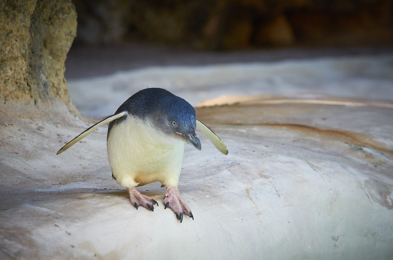 Little Penguin, Perth Zoo | by Miss Dilettante