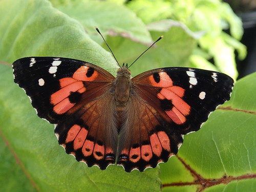 Kamehameha butterfly on mamaki plant. | Photo by Will Haynes… | Flickr