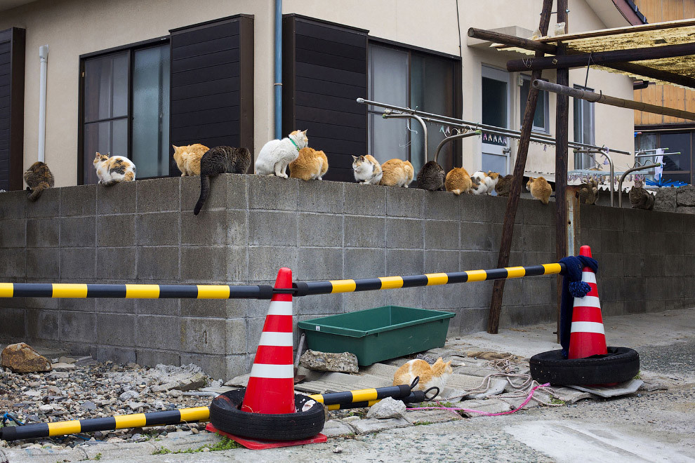 Остров кошек Аошима фото