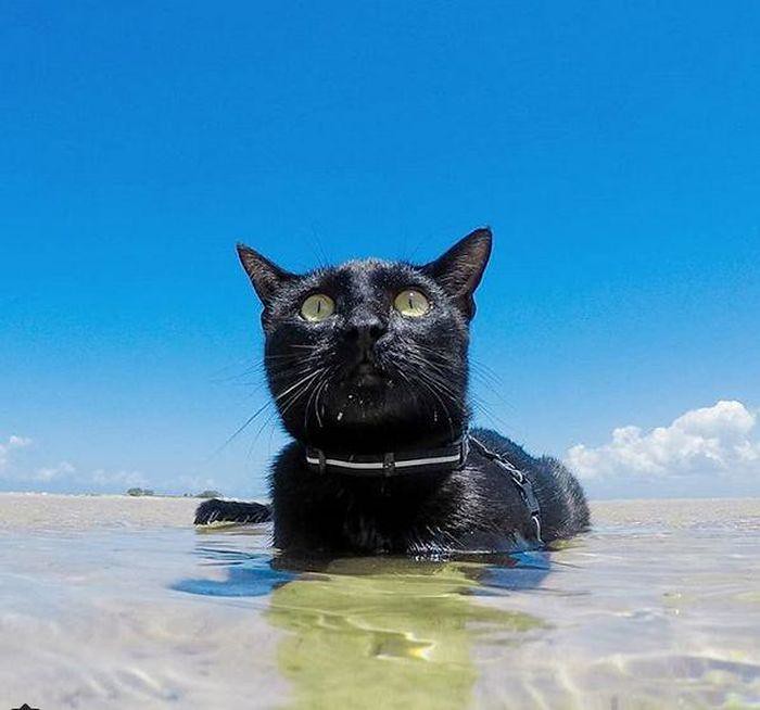 Кошка-пловец из Австралии фото