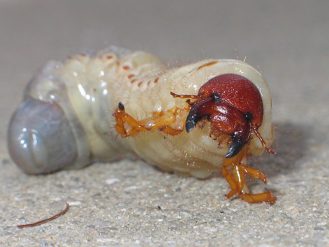 rhinoceros beetle larvae stages 2nd instar