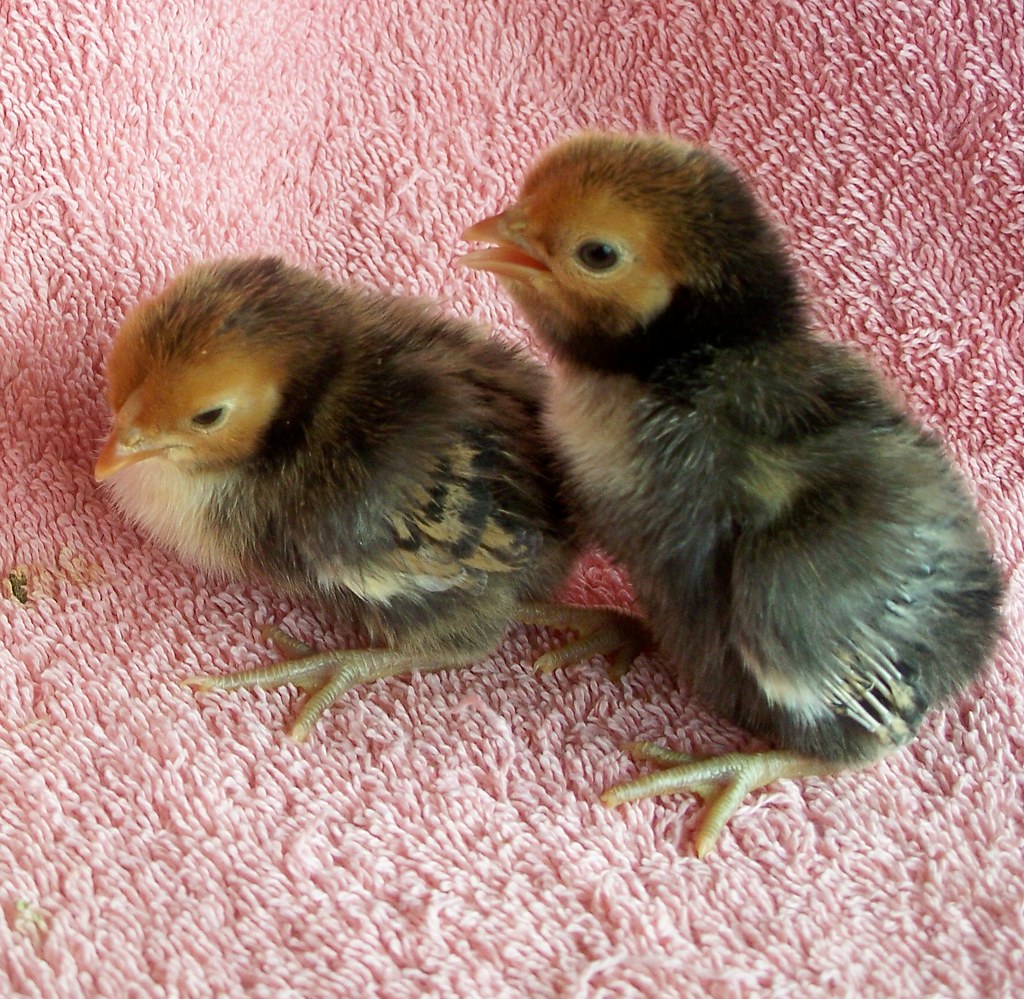 Chickens, Golden Sebright chicks. www.TheBigWRanch.com | Flickr1024 x 999