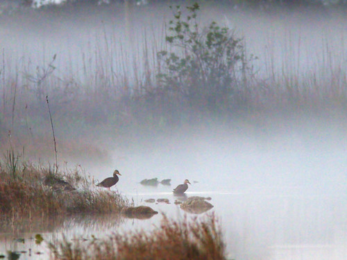 Mottled Ducks in fog 20170215