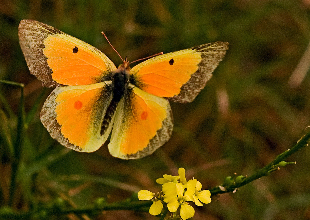 Butterflies (1975)