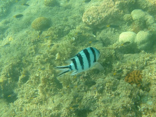 White fish with black strips