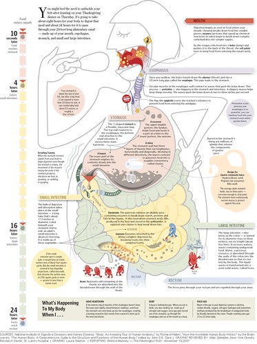 The Human Digestive System | A diagram of the human digestiv… | Flickr