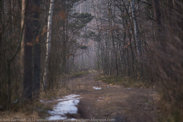 Road through the winter  forest