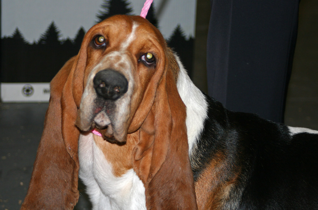 basset-hound-he-looks-like-my-godson-joseph-rip-some-f-flickr