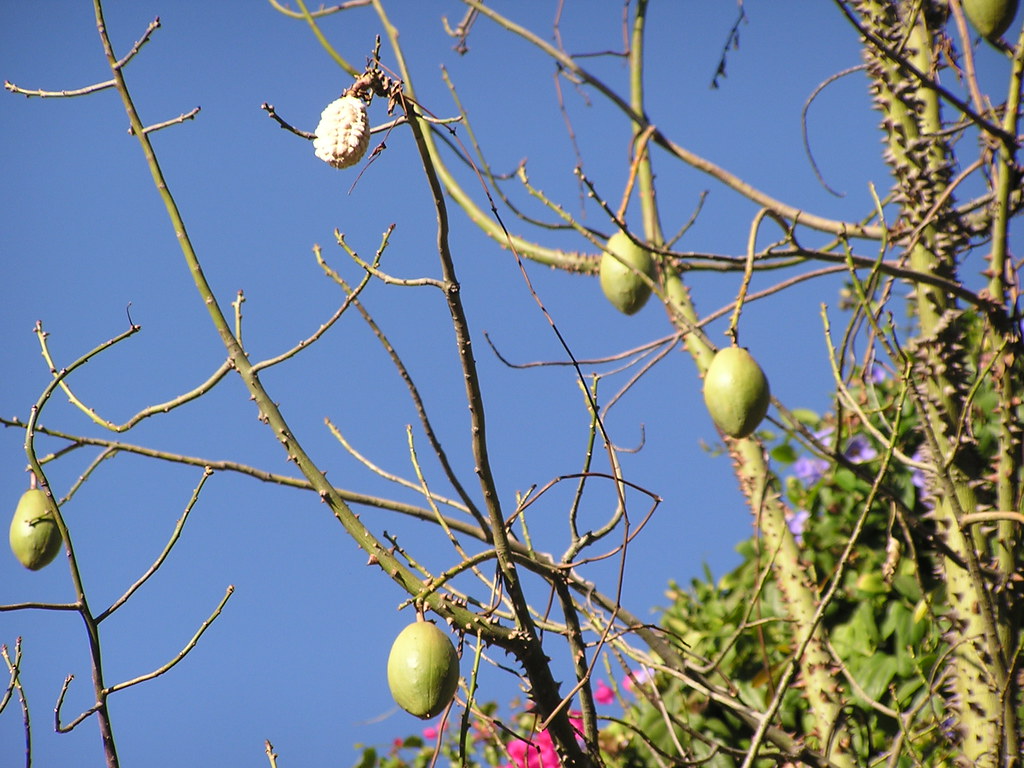 Pochote Tree, December 2007 | Ron Mader | Flickr