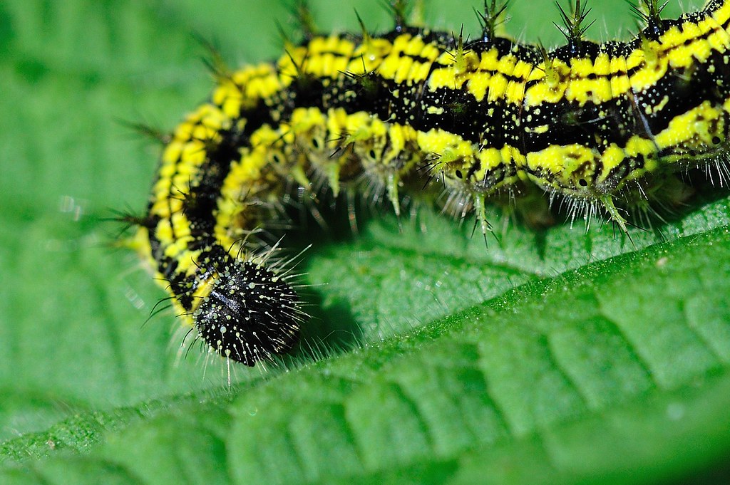 Yellow and black fuzzy caterpillar | Kemal ATLI | Flickr