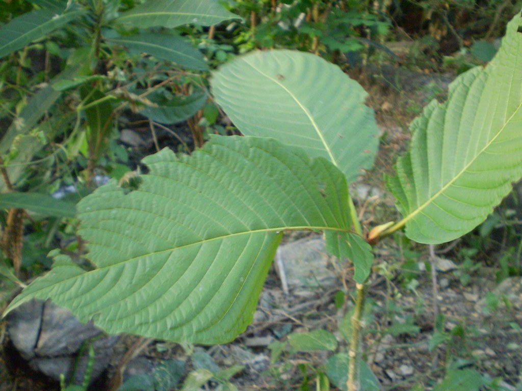 Pokok daun ketum  Mitragyna speciosa (Rubiaceae) Photo 