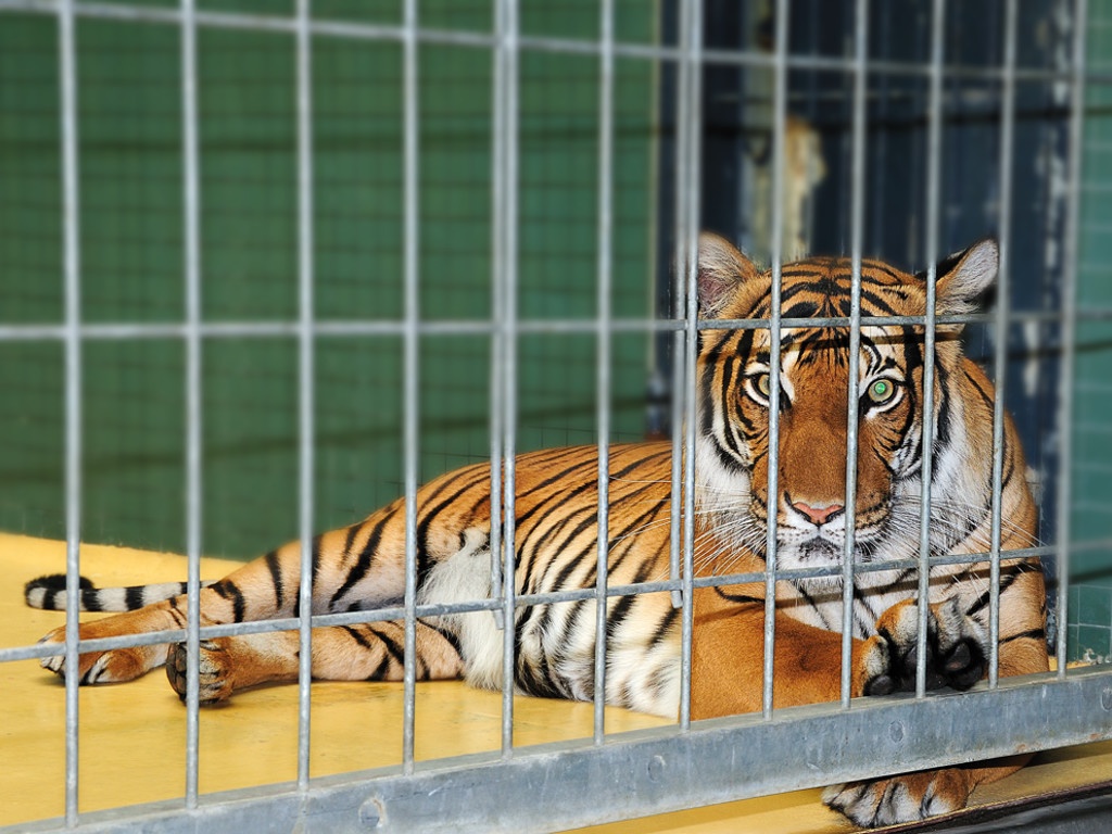 Tiger In Cage At Berlin Zoo | Pedro Dias | Flickr