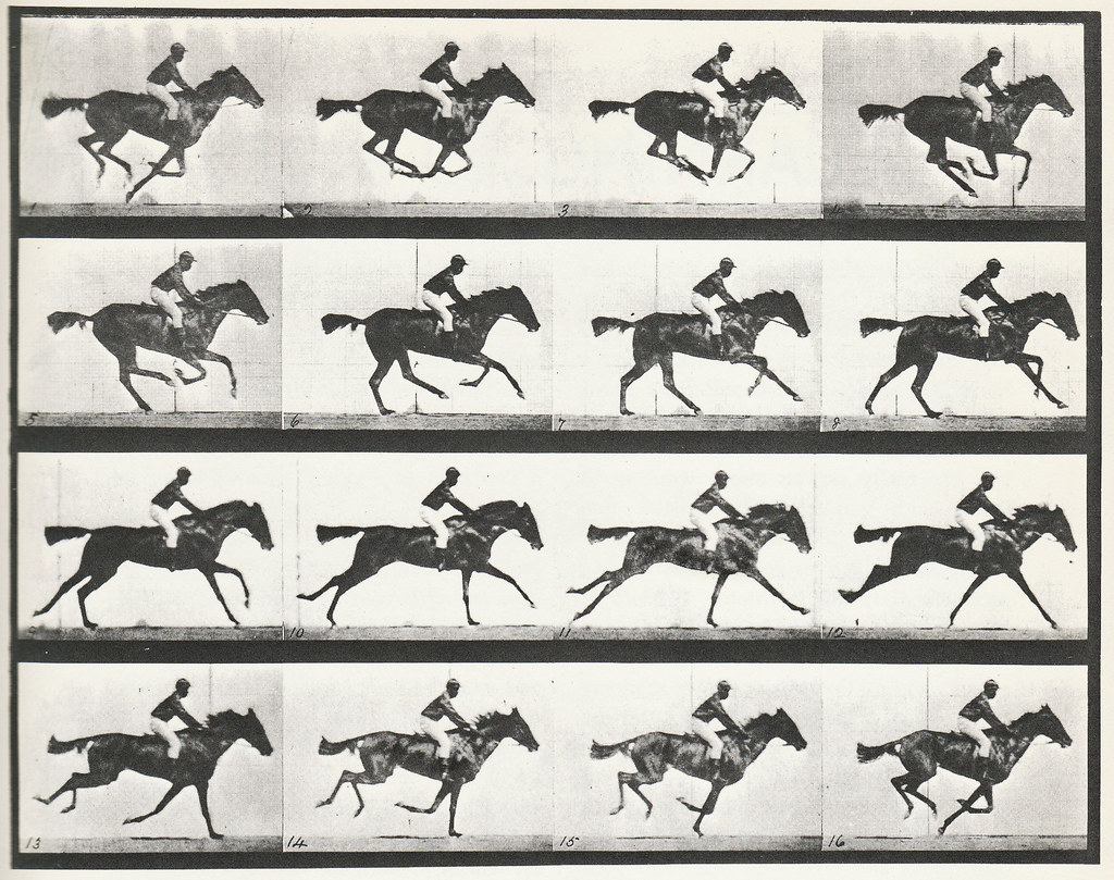 Image result for the gallop Eadweard Muybridge